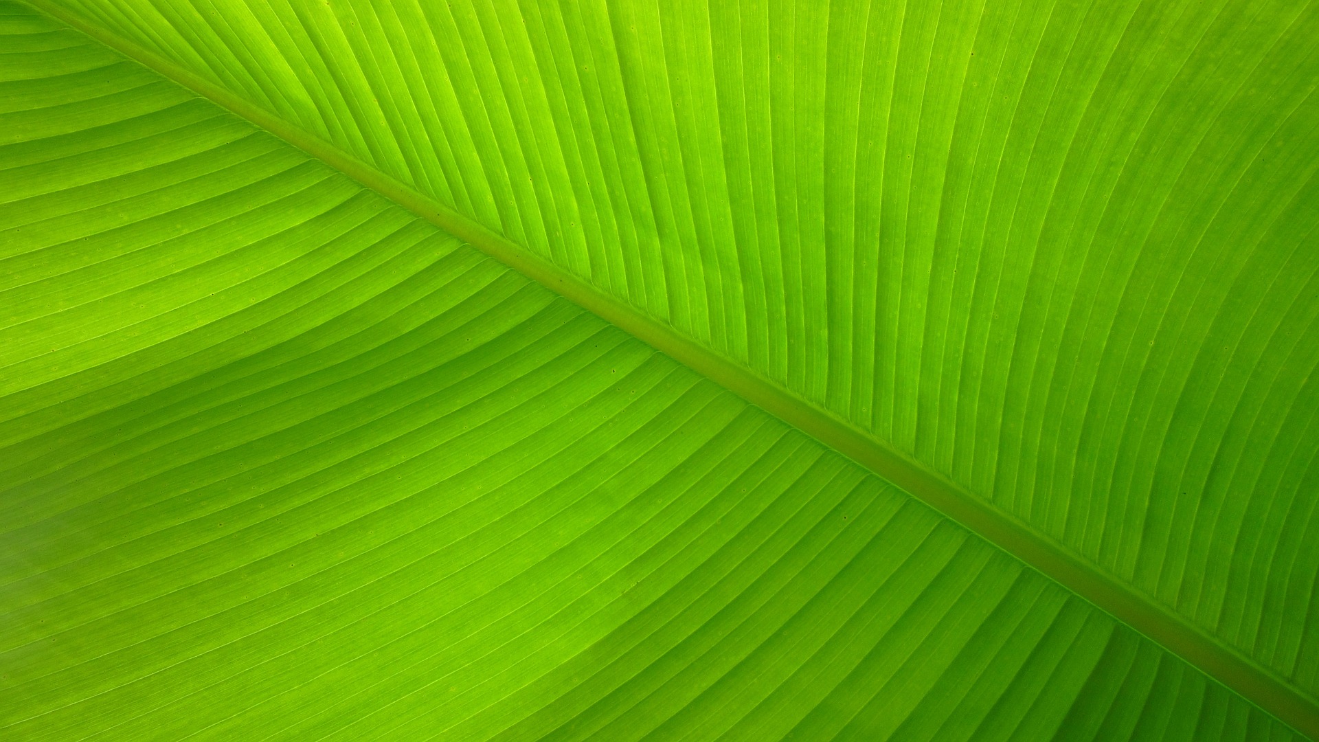 gemplant kopafbeelding 2