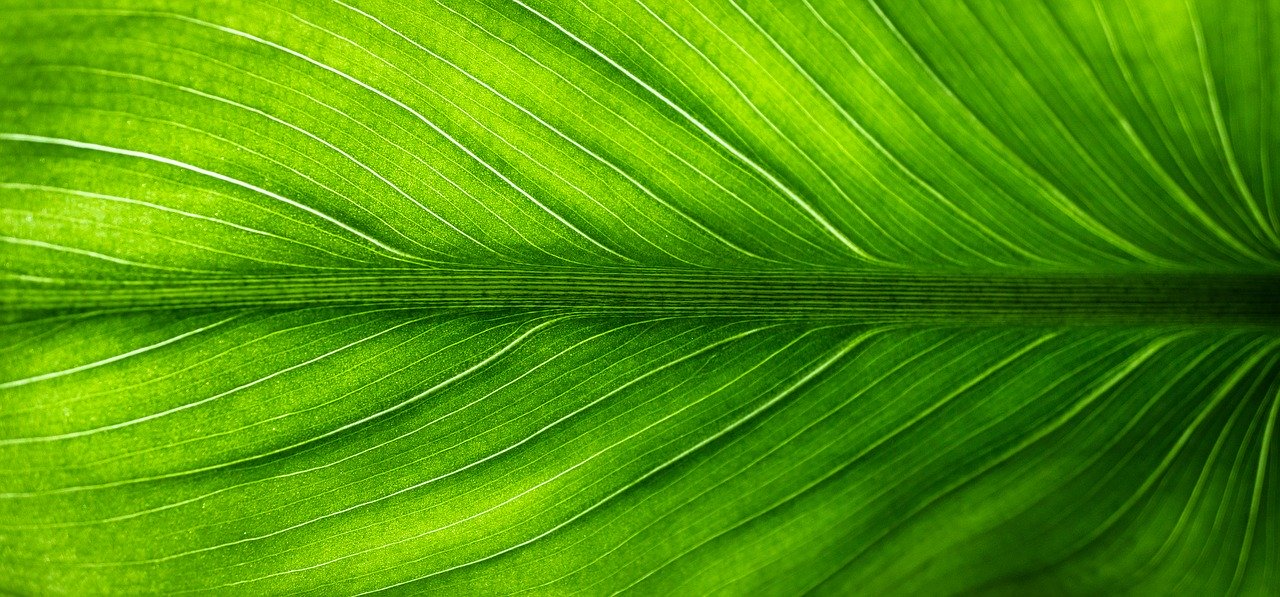 gemplant kopafbeelding 2